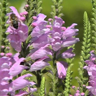 Odętka virginijska Vivid Physostegia virginiana