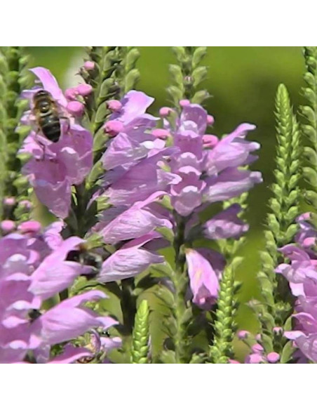 Odętka virginijska Vivid Physostegia virginiana