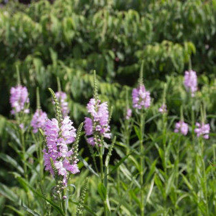 Odętka virginijska Vivid Physostegia virginiana 2