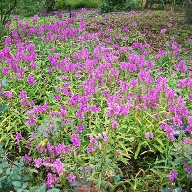 Odętka virginijska Physostegia virginiana Vivid