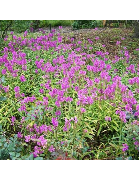 Odętka virginijska Physostegia virginiana Vivid