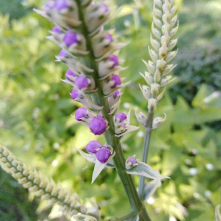 Variegata Physostegia virginiana Odętka virginijska