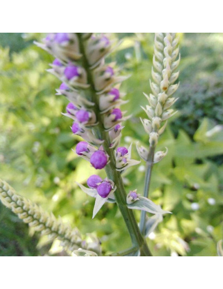 Variegata Physostegia virginiana Odętka virginijska
