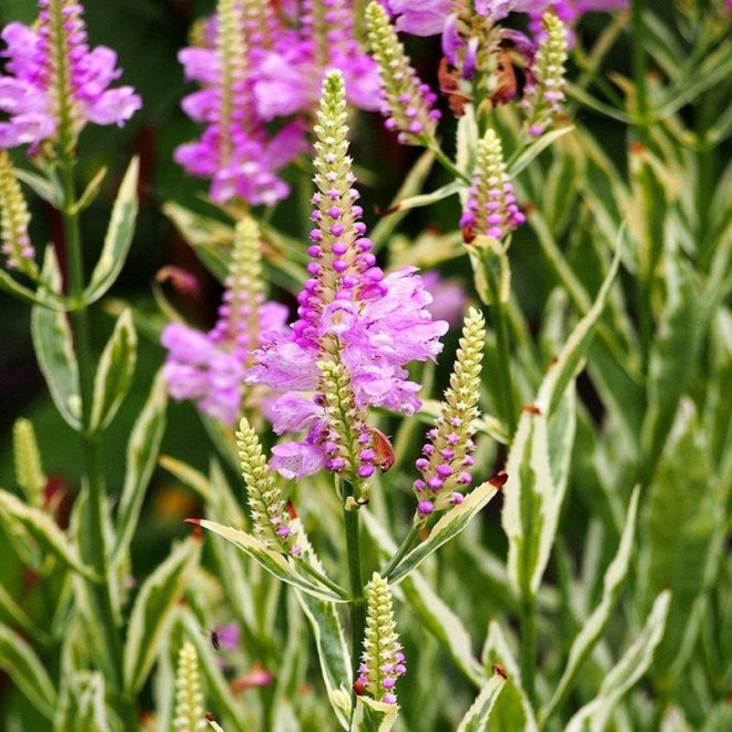 Odętka virginijska Variegata Physostegia virginiana