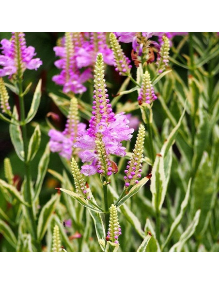 Odętka virginijska Variegata Physostegia virginiana