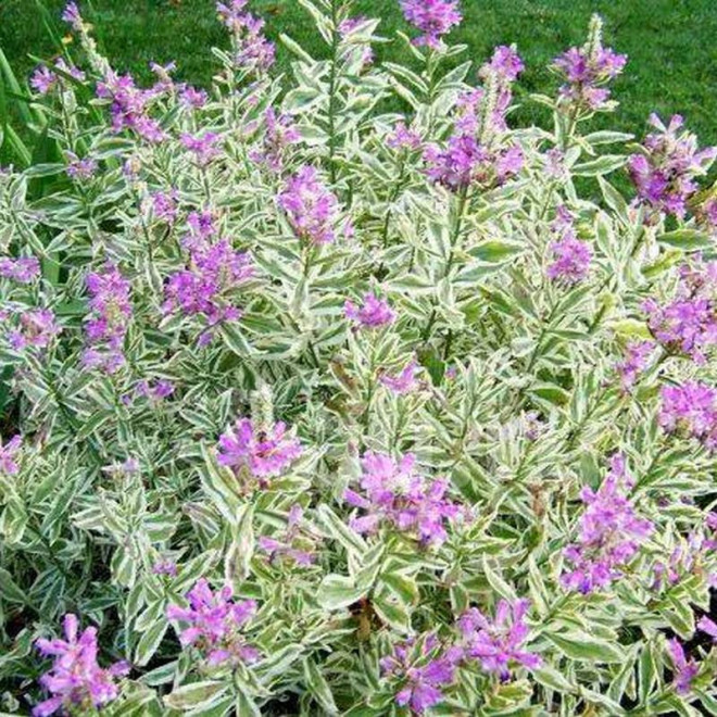 Odętka virginijska Physostegia virginiana Variegata