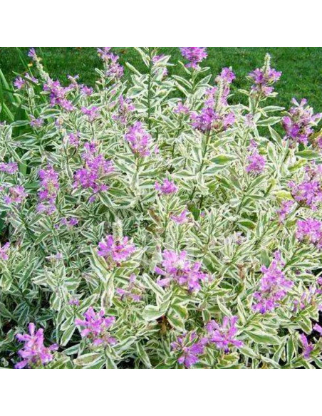 Odętka virginijska Physostegia virginiana Variegata