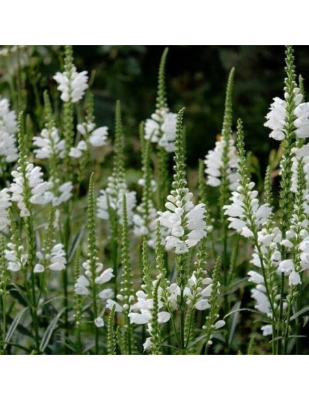 Odętka virginijska Physostegia virginiana Summer Snow