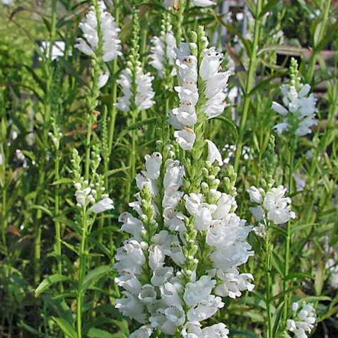 Summer Snow Physostegia virginiana Odętka virginijska