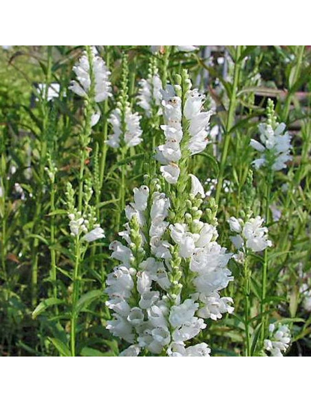 Summer Snow Physostegia virginiana Odętka virginijska