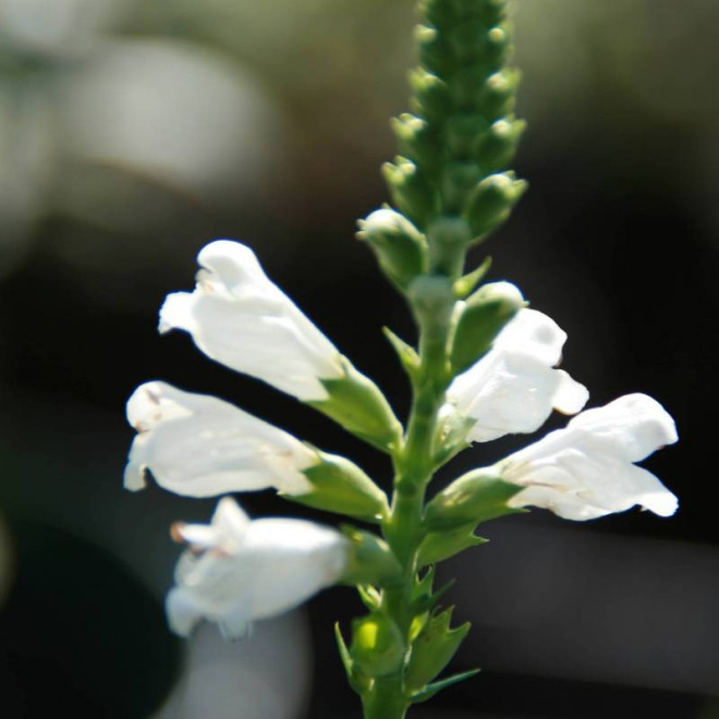 Physostegia virginiana Odętka virginijska Summer Snow