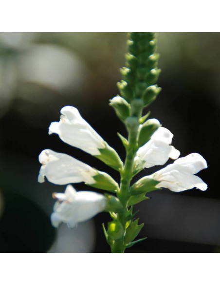 Physostegia virginiana Odętka virginijska Summer Snow