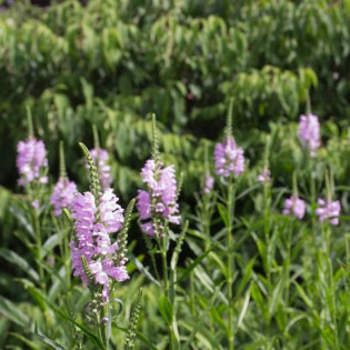 Odętka virginijska Rosea Physostegia virginiana