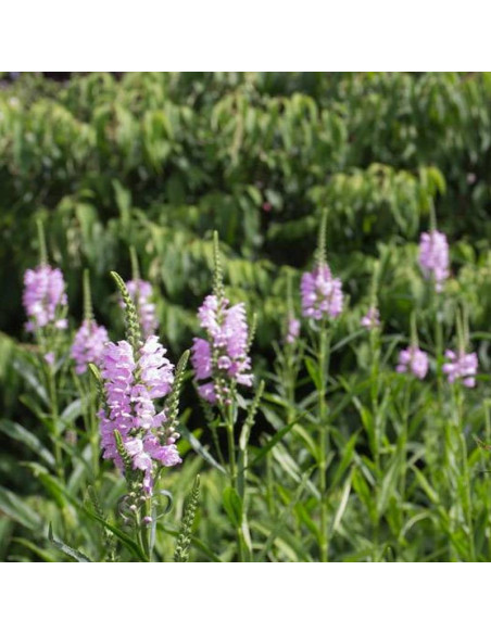 Odętka virginijska Rosea Physostegia virginiana