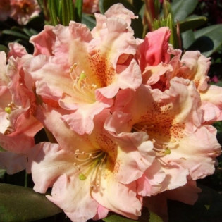 Flautando Różanecznik wielkokwiatowy Rhododendron hybridum 2
