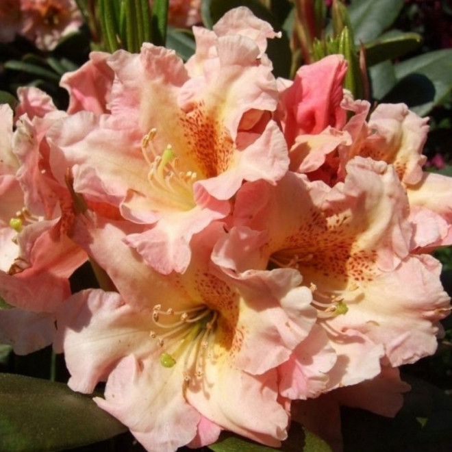 Różanecznik wielkokwiatowy Flautando Rhododendron hybridum
