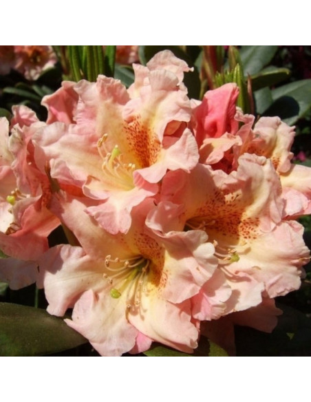 Różanecznik wielkokwiatowy Flautando Rhododendron hybridum