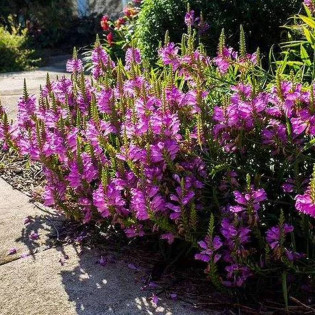 Odętka virginijska Rosea Physostegia virginiana 2