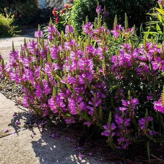 virginijska Rosea Physostegia virginiana Odętka