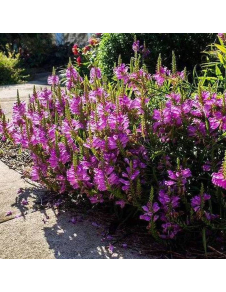virginijska Rosea Physostegia virginiana Odętka