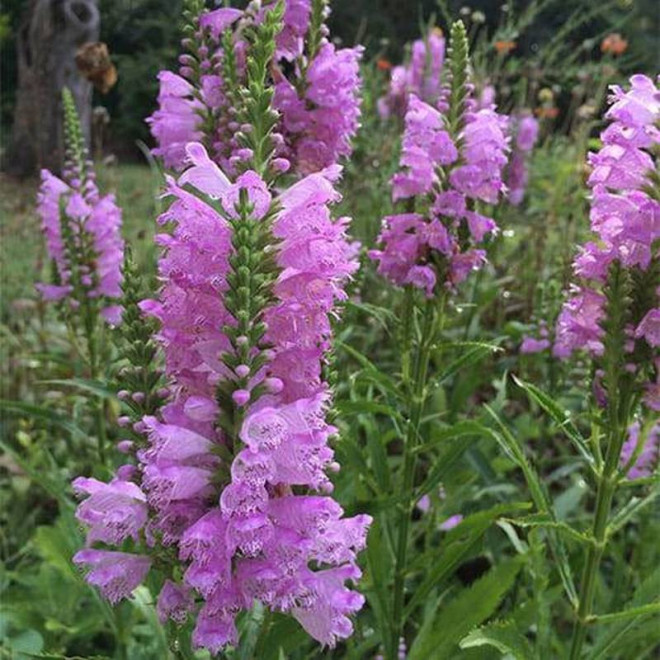 Odętka virginijska Physostegia virginiana Rosea