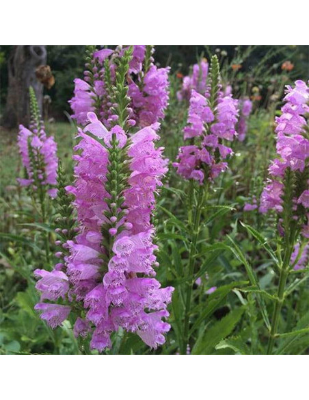 Odętka virginijska Physostegia virginiana Rosea