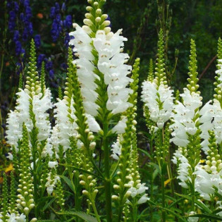 Crystal Peak White Physostegia virginiana Odętka wirginijska