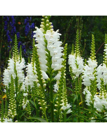 Crystal Peak White Physostegia virginiana Odętka wirginijska