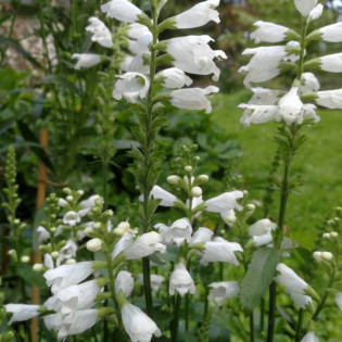 Crystal Peak White Physostegia virginiana Odętka wirginijska 2