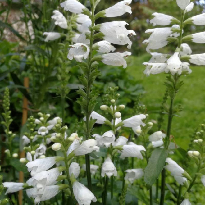 Odętka wirginijska Crystal Peak White Physostegia virginiana - Florela