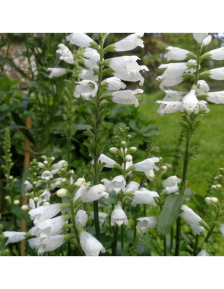 Odętka wirginijska Crystal Peak White Physostegia virginiana - Florela