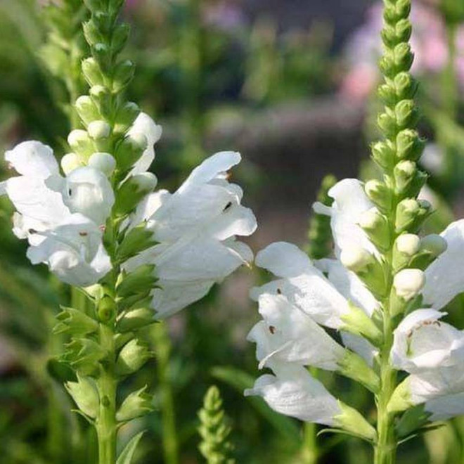 Odętka wirginijska Crystal Peak White Physostegia virginiana - Florela