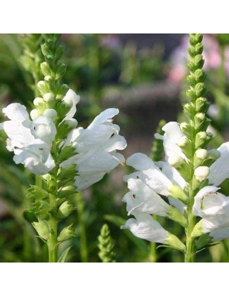 Odętka wirginijska Crystal Peak White Physostegia virginiana - Florela