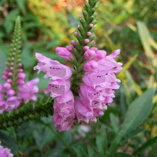 Odętka wirginijska Crystal Peak Rose Physostegia virginiana