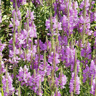 Odętka wirginijska Crystal Peak Rose Physostegia virginiana 2