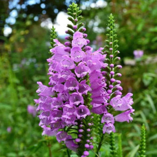 Odętka virginijska Bouquet Rose Physostegia virginiana
