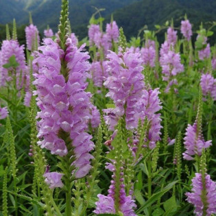 Odętka virginijska Bouquet Rose Physostegia virginiana 2