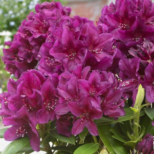 Polarnacht Różanecznik wielkokwiatowy Rhododendron hybridum