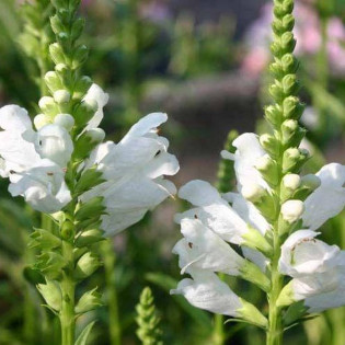 Alba Physostegia virginiana Odętka virginijska