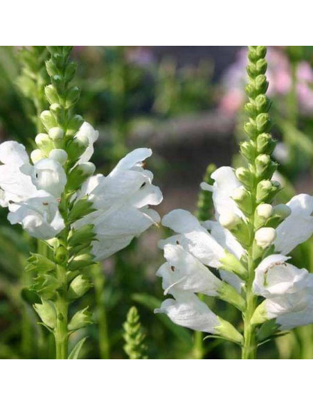 Alba Physostegia virginiana Odętka virginijska