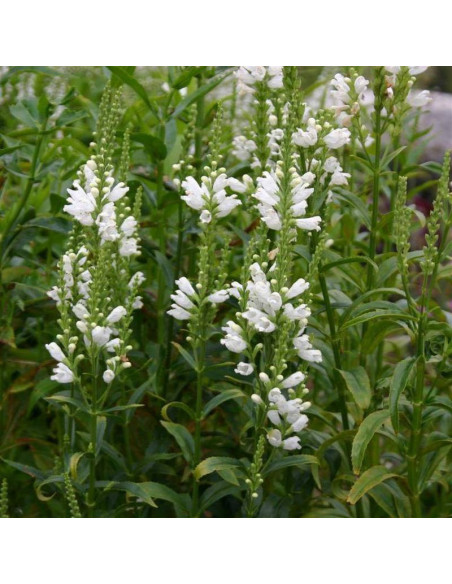 Odętka virginijska Physostegia virginiana Alba