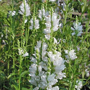 Odętka virginijska Physostegia virginiana
