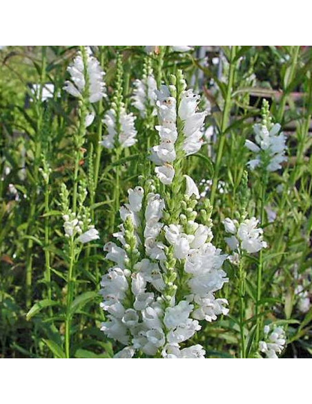 Odętka virginijska Physostegia virginiana
