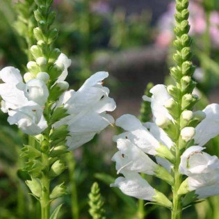 Odętka virginijska Physostegia virginiana 2