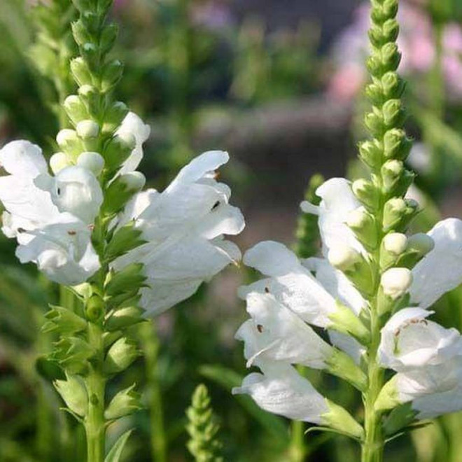 Physostegia virginiana Odętka virginijska
