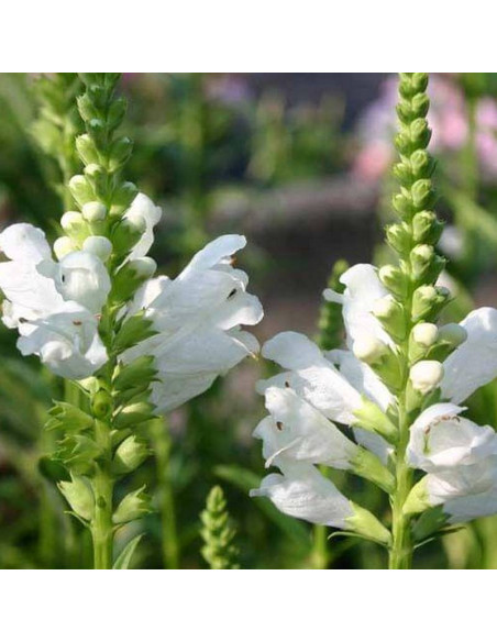 Physostegia virginiana Odętka virginijska