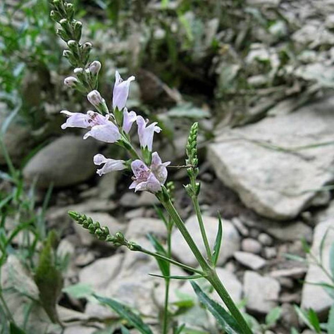 Virginijska odętka Physostegia virginiana