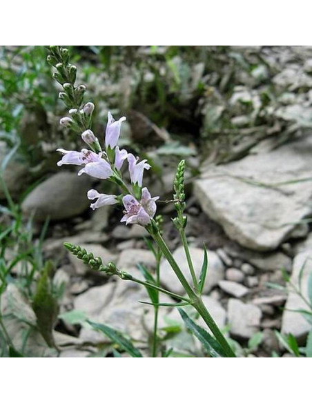 Virginijska odętka Physostegia virginiana