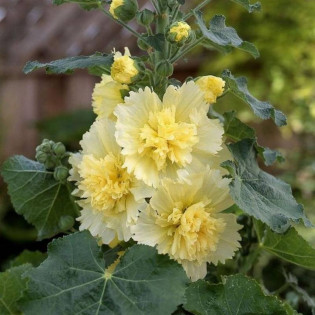 Malwa różowa Spring Celebrities Lemon Alcea rosea