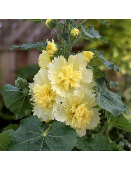 Malwa różowa Spring Celebrities Lemon Alcea rosea